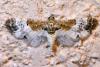 Eupithecia breviculata